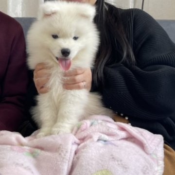サモエド【茨城県・男の子・2024年1月2日・ホワイト】の写真「ご予約くん🎀」