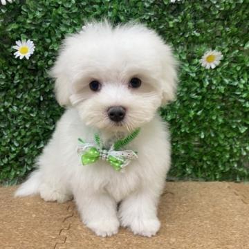 マルチーズ【茨城県・男の子・2022年5月5日・ホワイト】の写真「愛くるしい表情に注目です❣️」