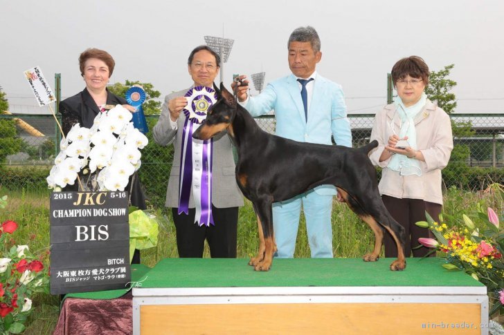 Beau　ベストインショー（BIS)｜七原　仁美(ななはら　ひとみ)ブリーダー(愛知県・ミニチュアダックスフンド(ロング)など・JKC登録)の紹介写真2