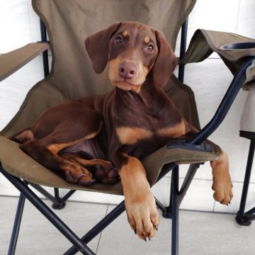 ドーベルマン【愛知県・男の子・2025年9月11日・チョコ&タン】の写真「優良血統☆父犬アメリカCH 母犬JKC CH」