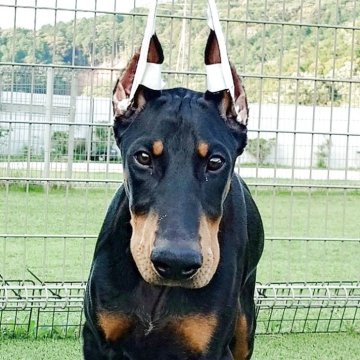 ドーベルマン【愛知県・男の子・2025年3月10日・ブラックタン】の写真「父犬アメリカチャンピオン　母犬JKCチャンピオン　」