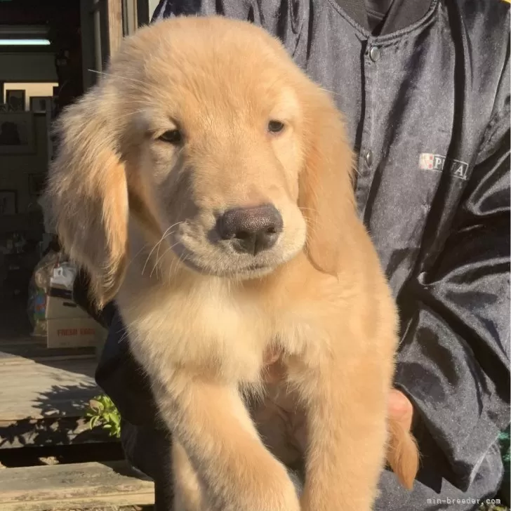 ID：2411-06501の子犬