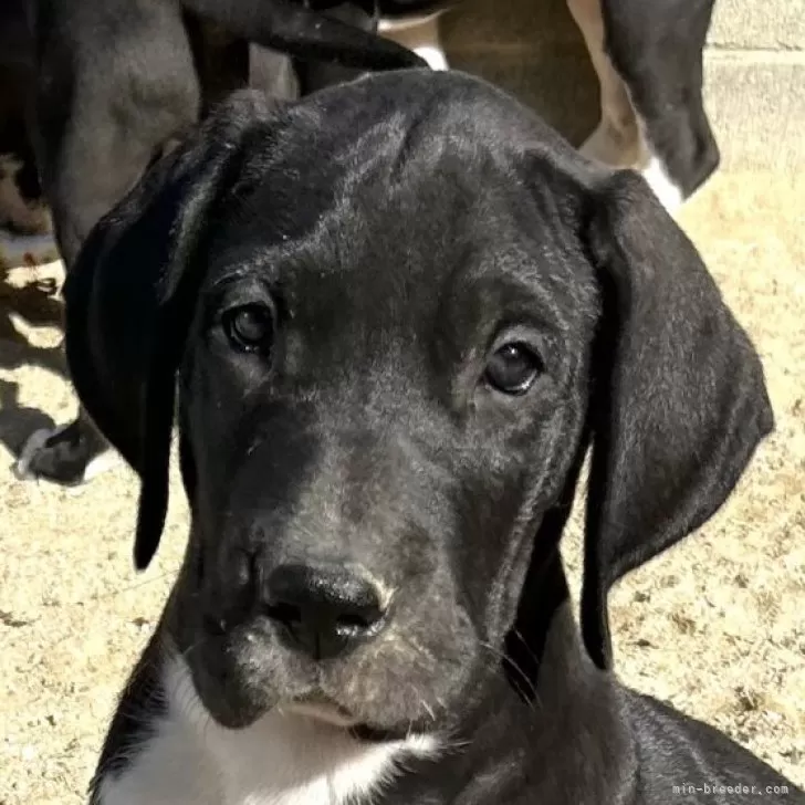 グレートデン【福岡県・男の子・2025年10月16日・ブラック】の写真1