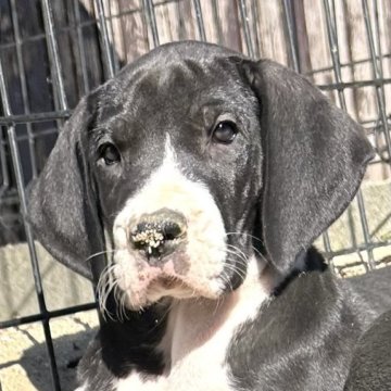 グレートデン【福岡県・女の子・2025年10月16日・マントル】の写真「マイペースな女の子🎀」