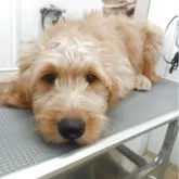 ゴールデンドゥードル(ゴールデンレトリバー×プードル)【神奈川県・女の子・2025年4月19日・レッド】の写真2