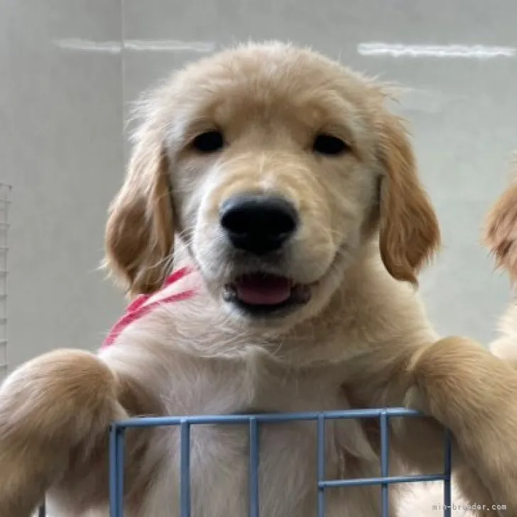 はなもも 様のお迎えした子犬