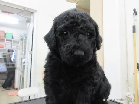 ID:1603-00515の子犬