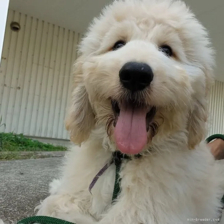 ID:2308-02428の子犬