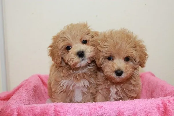 ID：1409-01226の子犬