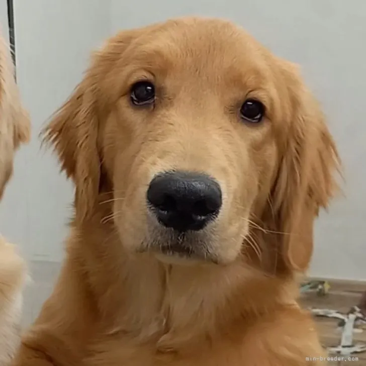 那須の犬 様のお迎えした子犬