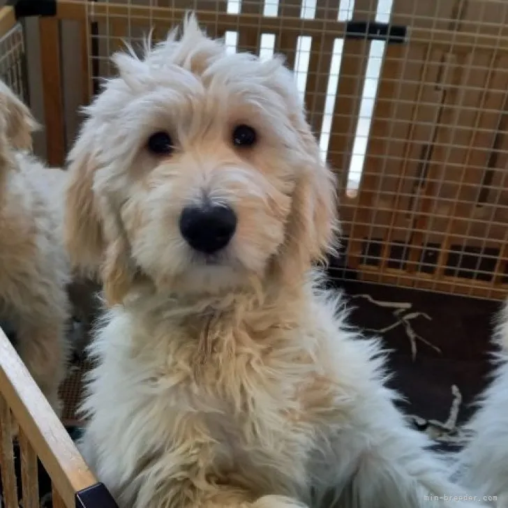 ID：2301-03515の子犬