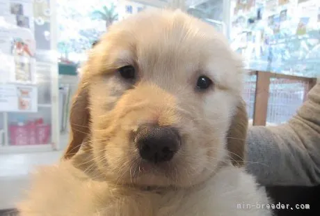 ID:1612-01446の子犬