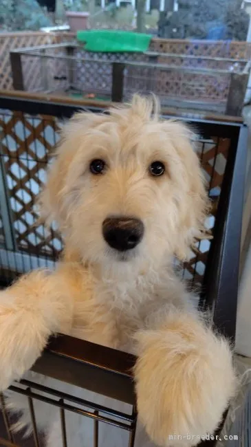 ID：2011-02612の子犬
