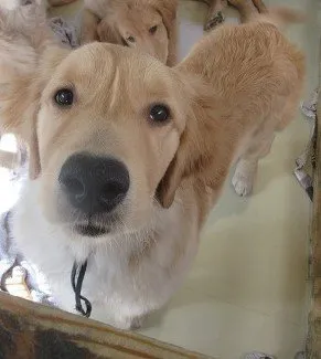 ID:1810-02129の子犬