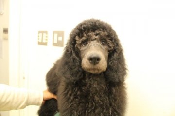 スタンダードプードル【神奈川県・女の子・2015年7月25日・シルバー～ブラック】の写真「順調にすくすくと育ってます！」