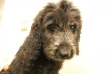 ゴールデンドゥードル【神奈川県・男の子・2015年8月7日・シルバー】の写真「元気な男の子です！」