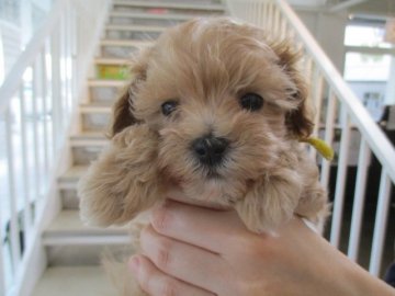 マルプー(母マルチーズ×父トイプードル)【神奈川県・男の子・2016年10月15日・アプリコット】の写真「可愛い過ぎます（笑）」