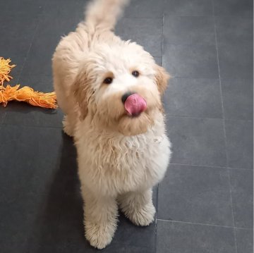 ゴールデンドゥードル(ゴールデンレトリバー×プードル)【神奈川県・男の子・2023年10月7日・アプリコット】の写真「5頭兄妹の長男くん♂」