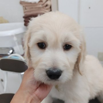 ゴールデンドゥードル(ゴールデンレトリバー×プードル)【神奈川県・女の子・2024年4月15日・クリーム】の写真「9頭兄妹の四女ちゃん♀」