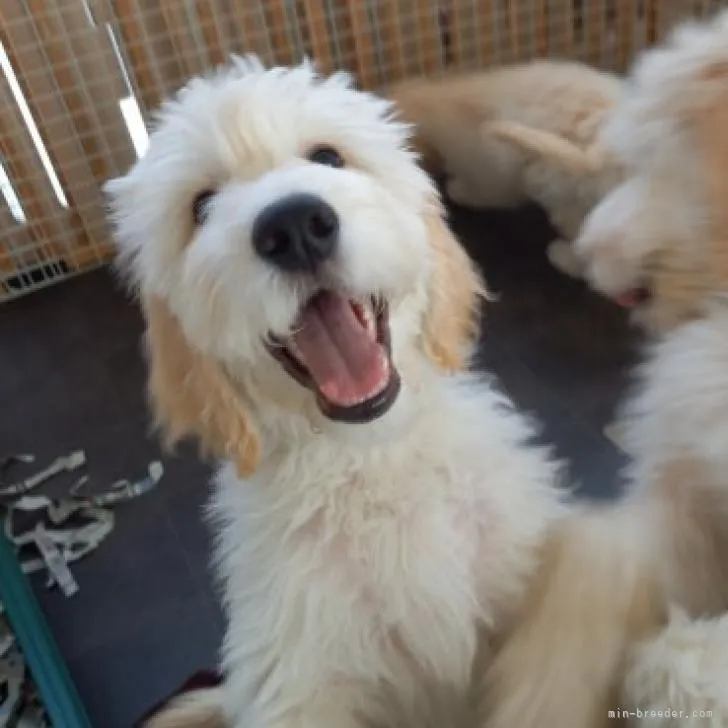 ID：2209-01764の子犬