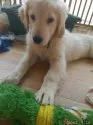 ゴールデンレトリバー【神奈川県・男の子・2021年6月22日・ゴールド】の写真3