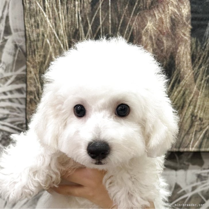 ブリーダー画像