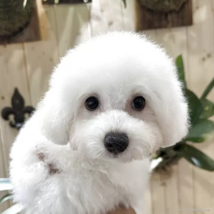 ID：2507-02066の子犬