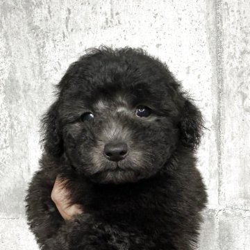 トイプードル(トイ)【千葉県・女の子・2025年7月30日・グレー】の写真「両親共に優良血統です。」