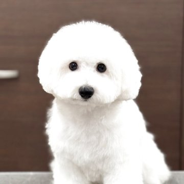 ビションフリーゼ【千葉県・男の子・2025年6月17日・ホワイト】の写真「両親共にDMクリアです。」