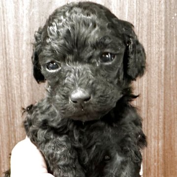 トイプードル(タイニー)【千葉県・女の子・2025年10月29日・ブラック】の写真「優良血統の仔！！とても可愛い！！」