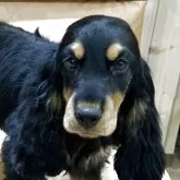 イングリッシュコッカースパニエル