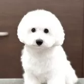 ビションフリーゼ