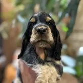 イングリッシュコッカースパニエル