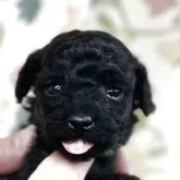 タイニープードル