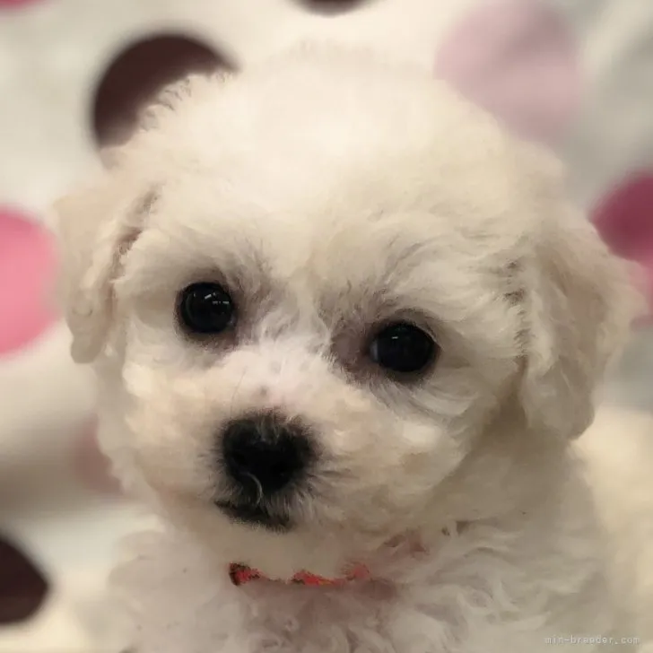 ID：2306-05962の子犬