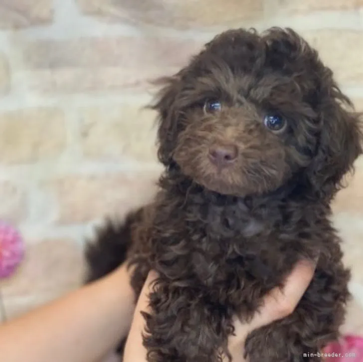 ID：2302-04247の子犬