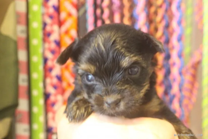 ID：2005-01908の子犬