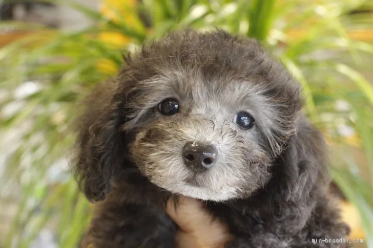 ID：2105-01112の子犬