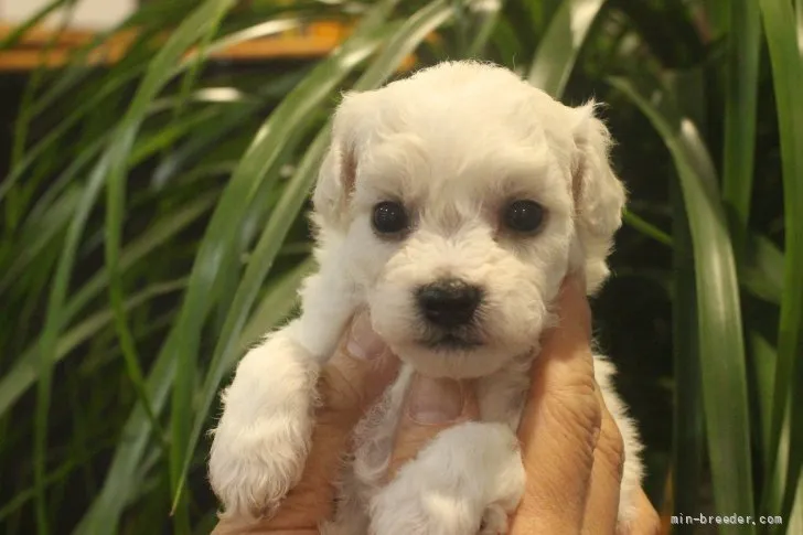 ID：2205-02193の子犬