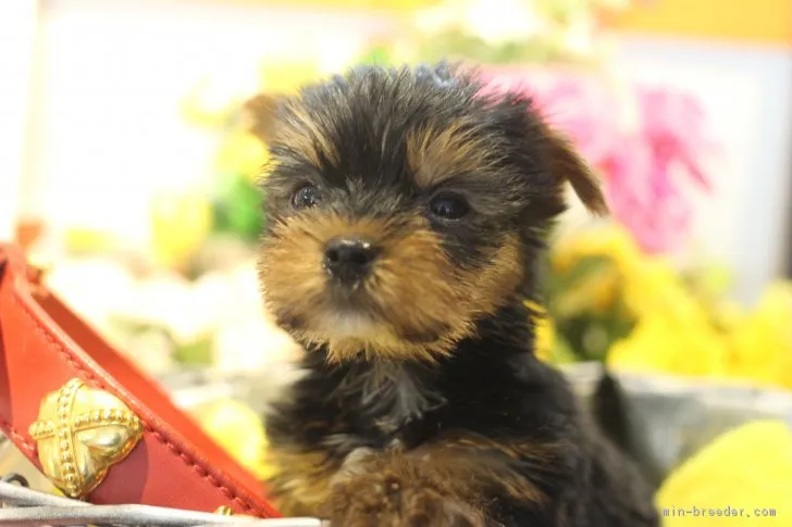 ID：1804-01194の子犬