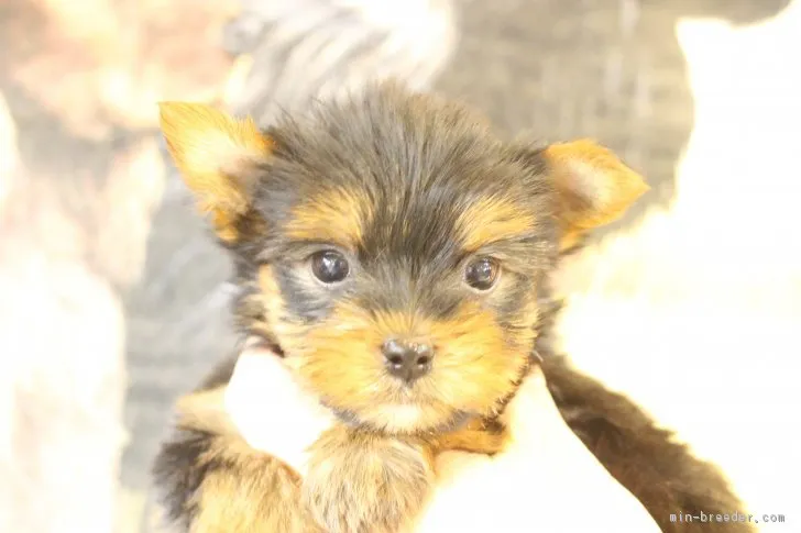 ID：1812-01409の子犬