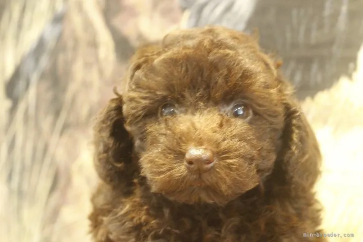 ID：2107-03980の子犬