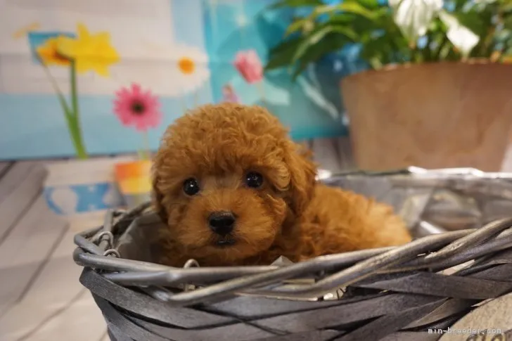 ID：1802-00905の子犬