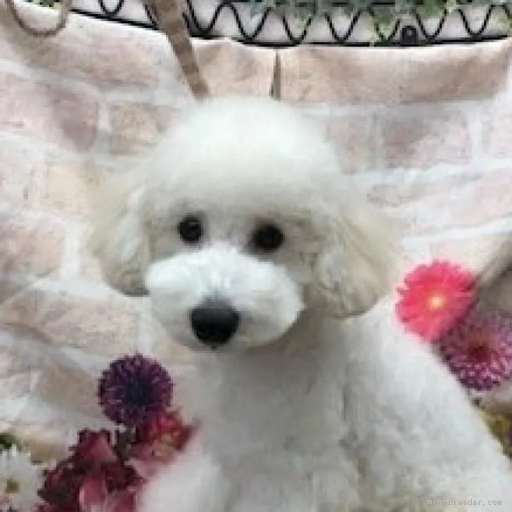 ID：2206-03892の子犬