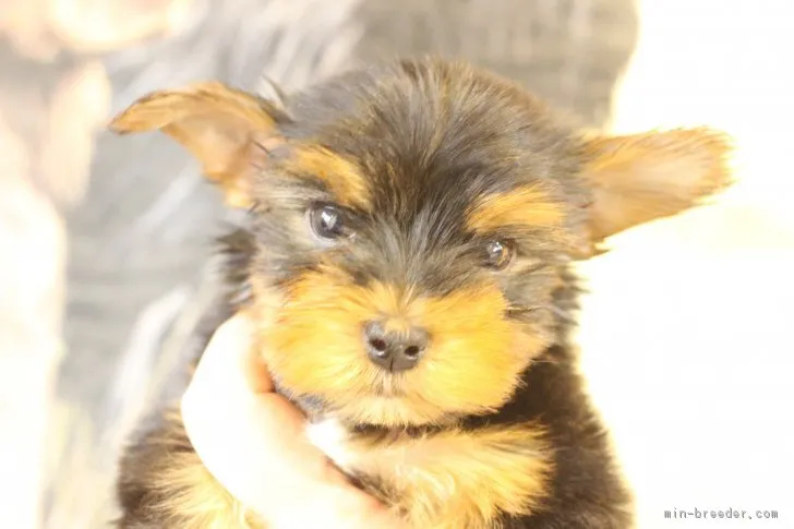 ID：1812-01479の子犬