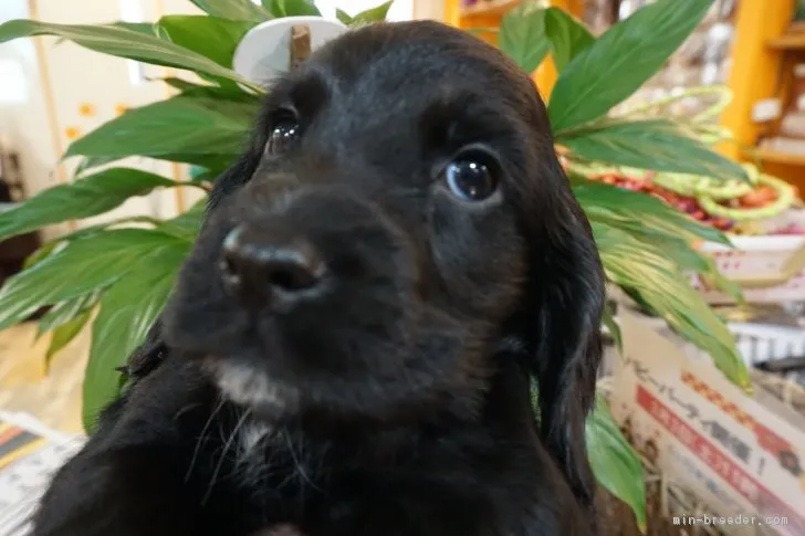 ID：1802-00029の子犬