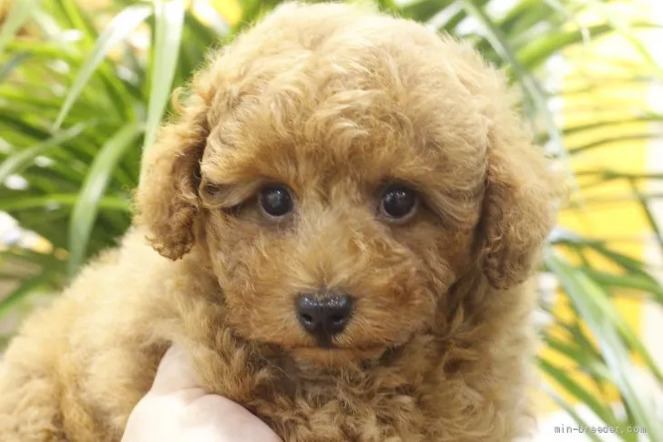 ID：2105-03175の子犬