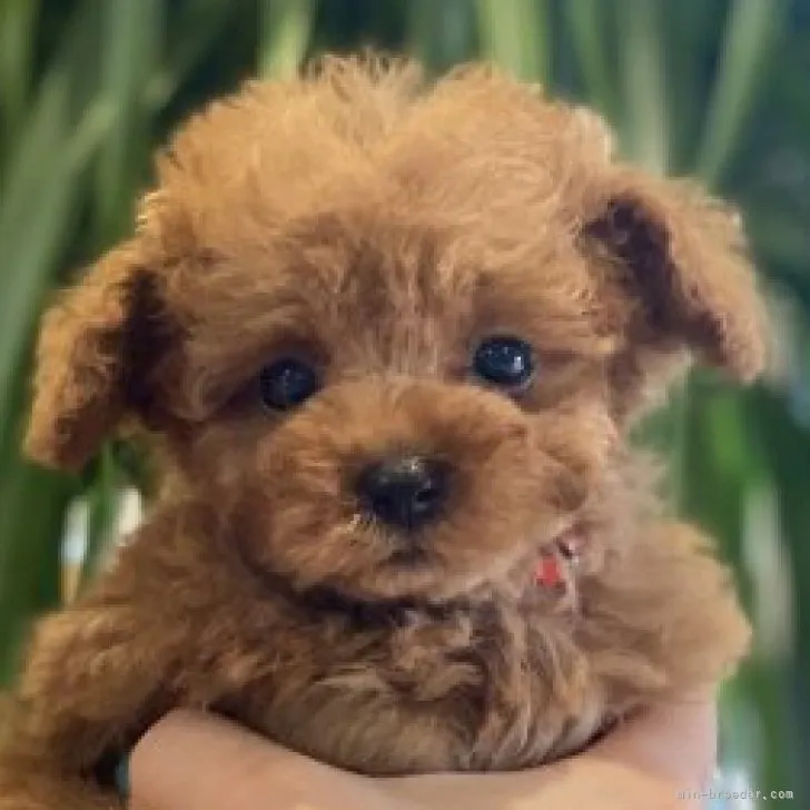 M.S 様のお迎えした子犬