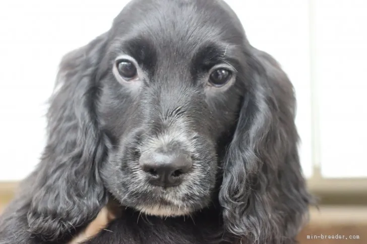 ID：1810-01754の子犬
