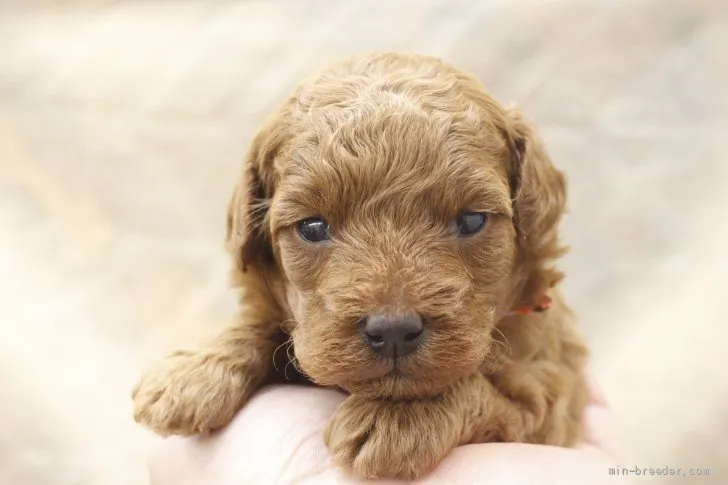 ID：2201-00999の子犬